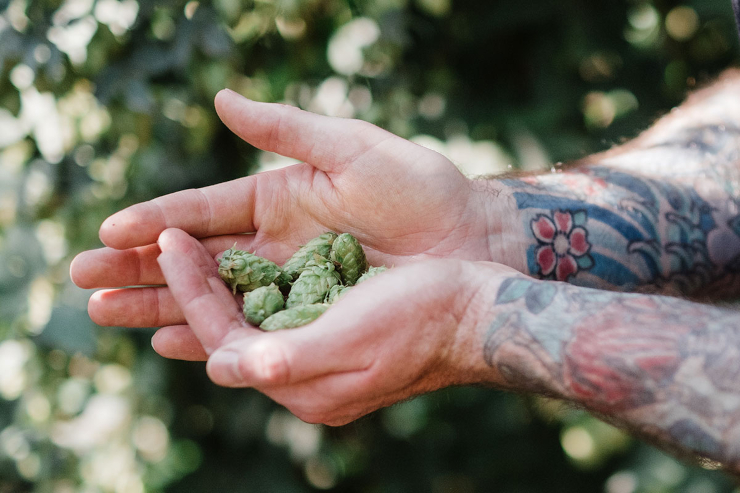 Выпущен новый сорт хмеля под названием Thora