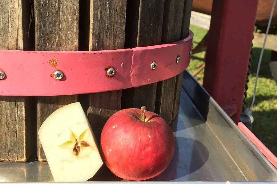 Сидр из российских яблок могут приравнять к вину с защищенным географическим наименованием