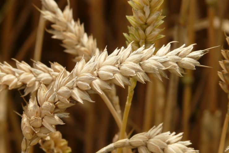 В России могут установить предельную цену зерна