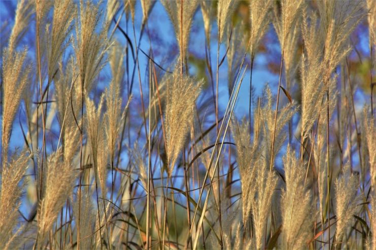 В правительстве подписали постановление о гибкой экспортной пошлине на зерно