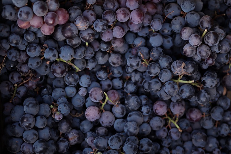 РАР разъяснило, как производителям вина фиксировать сырьё в ЕГАИС при подаче заявления на выдачу ФСМ