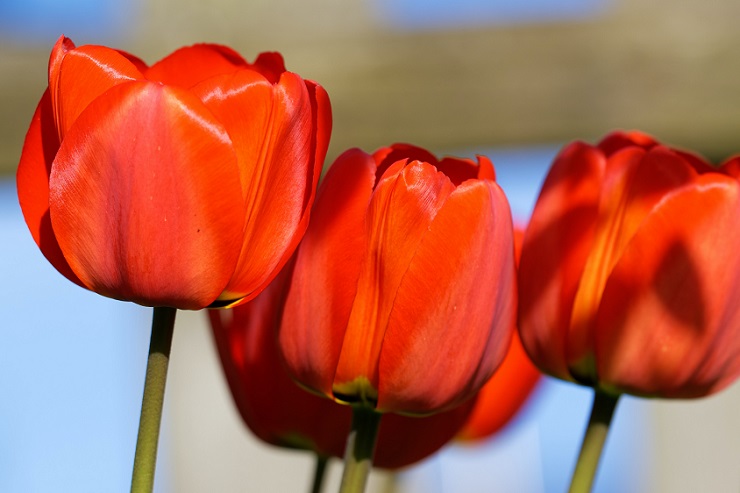 Депутат Госдумы призвал запретить торговлю спиртным во всех регионах 9 Мая