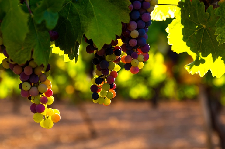 Владимир Путин утвердил комплекс мер по развитию отечественного виноградарства и виноделия