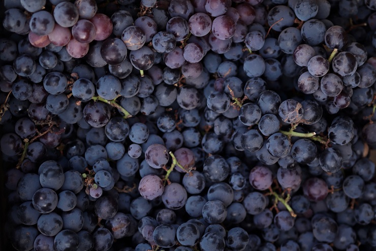 Совфед поддержал закон о компенсации затрат на закладку виноградников