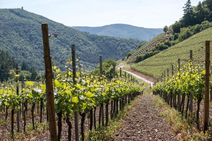 В СНГ разрабатывают проект модельного закона «О виноградарстве и виноделии»