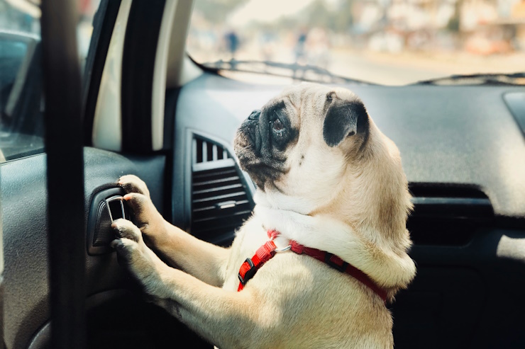 Хамзаев предложил ввести ответственность для пассажиров пьяных водителей