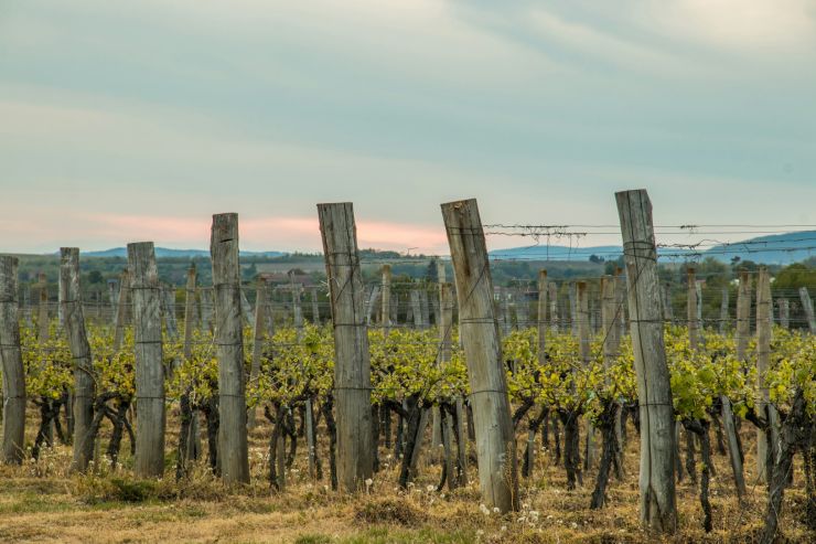 В Госдуму внесли законопроект об упрощении выделения участков под объекты винного туризма