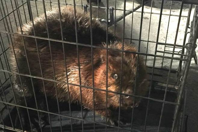 Тот самый бобёр