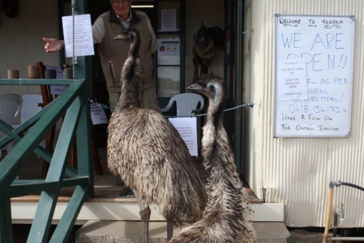 За плохое поведение австралийским эму запретили вход в паб