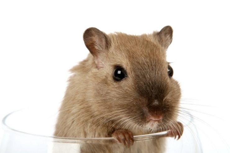 Американские исследователи нашли отвечающий за алкоголизм биомаркер