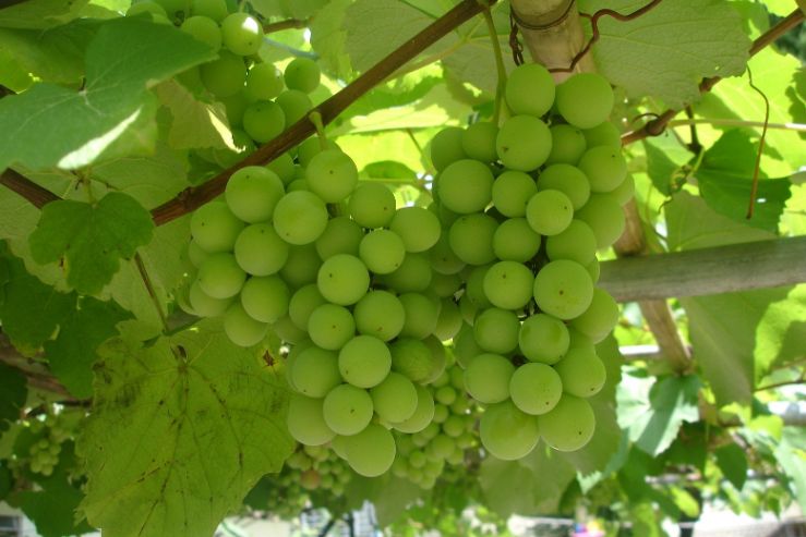 Правительство Грузии может выделить на сбор винограда до 20 миллионов долларов