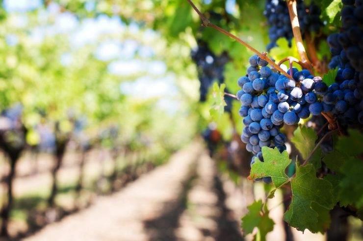 Испанские виноделы по итогам года ожидают около 30% убытков из-за карантина