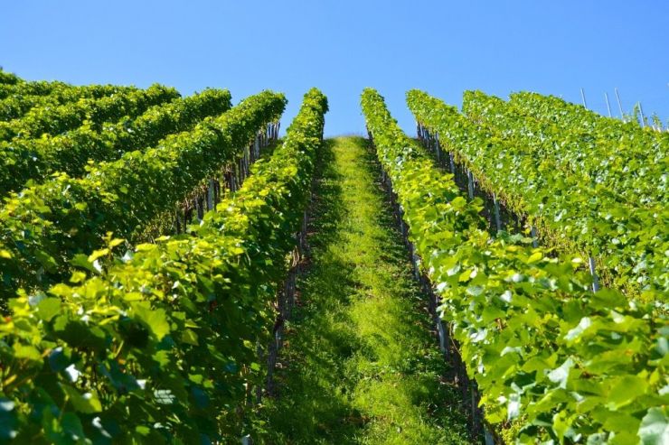 «Абрау-Дюрсо» приобрела долю одного из крупнейших виноградников