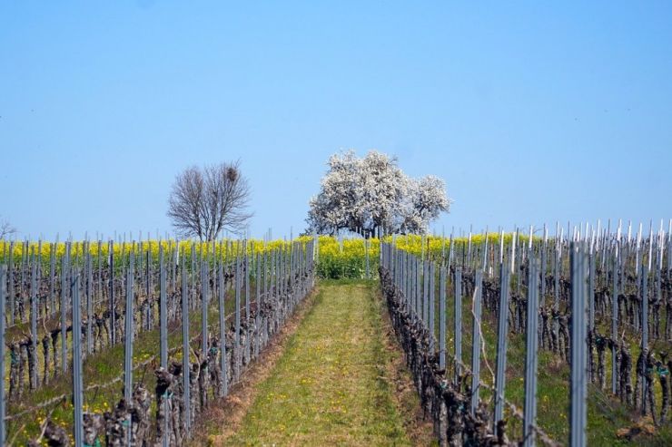 Российско-французский винный проект Chateau le Grand Vostock перезапускается
