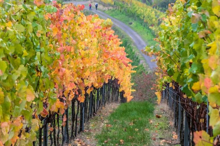 В России займутся развитием винного туризма