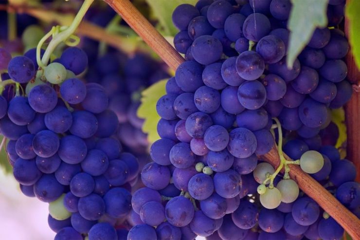 Русский стал шестым официальным в мире языком для виноделов