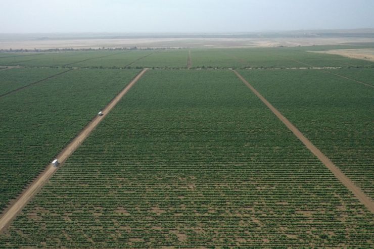 За пять лет на развитие виноделия на Кубани выделили 3,3 млрд рублей