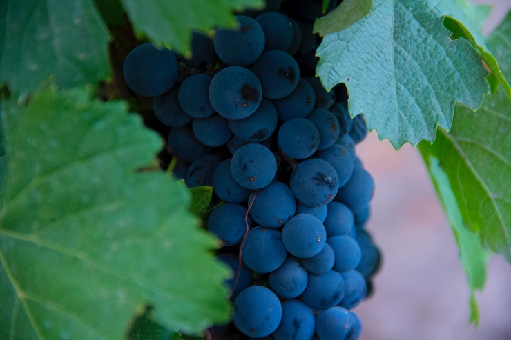 В России за год цена на технические сорта винограда выросла на 40-140 рублей за килограмм
