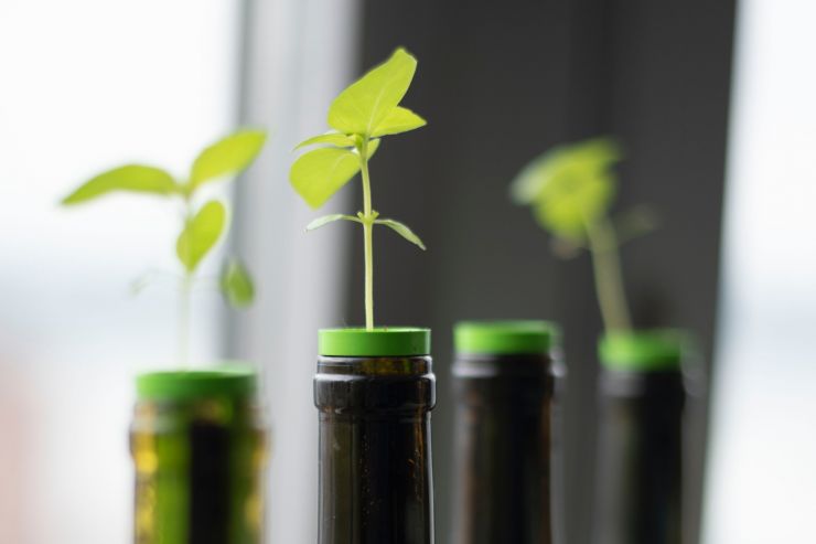 Экспорт вина из России к 2030 году вырастет на четверть