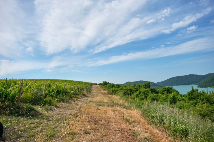 «Фанагория» впервые за 25 лет не будет высаживать виноградники