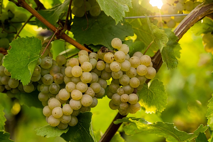 К 2100 году Англия может стать лидером по выращиванию каберне-совиньон из-за изменения климата