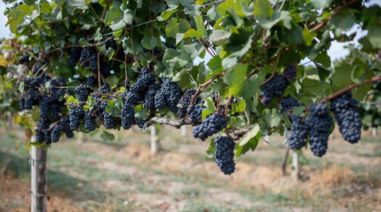 Крымские виноградари потеряли половину урожая из-за засухи