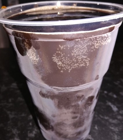 «Геркулес»