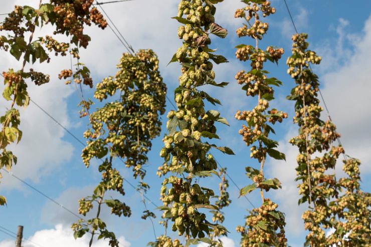 From Magnum to Amarillo: Profibeer has found a Russian brewery with its own hop farm 