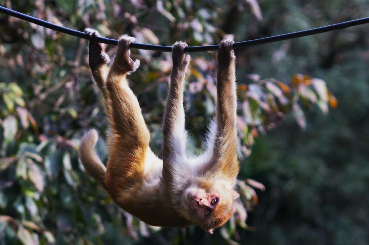 Учёные вылечили обезьян-«алкоголиков» при помощи генной терапии