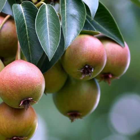 Ученые: экстракт уссурийской груши защищает организм от алкогольных повреждений